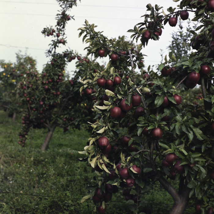 minerva_dn_1987_2904_I.A.S_satul_horea_006