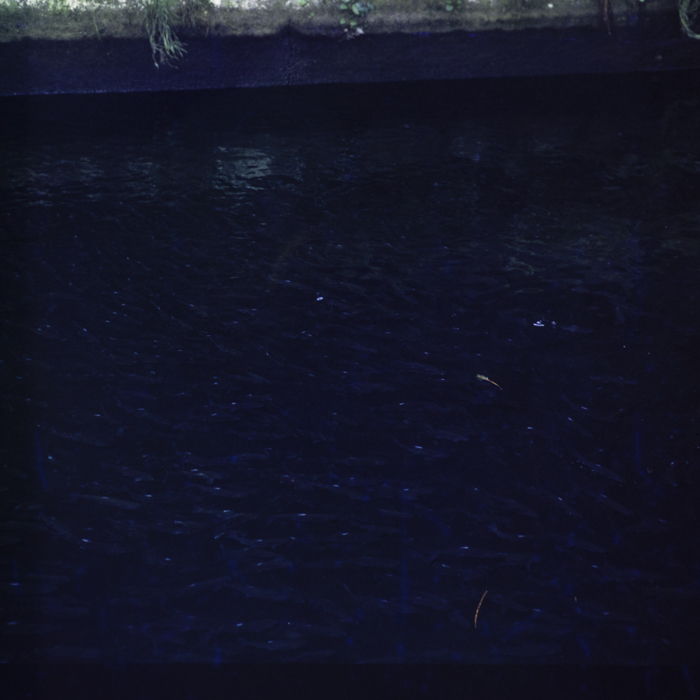 minerva_dn_1987_2904_I.A.S_satul_horea_007