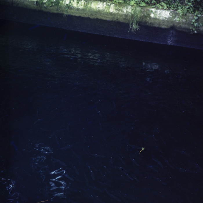 minerva_dn_1987_2904_I.A.S_satul_horea_008