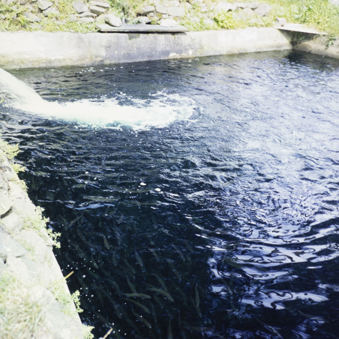 minerva_dn_1987_2904_I.A.S_satul_horea_010