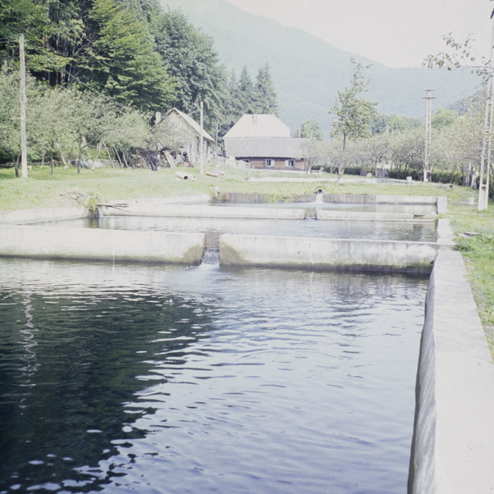 minerva_dn_1987_2904_I.A.S_satul_horea_011