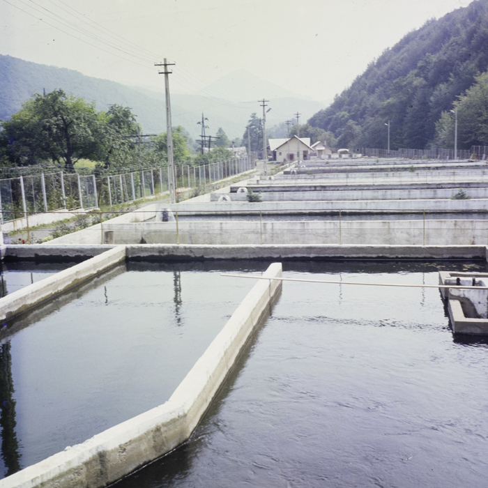 minerva_dn_1987_2904_I.A.S_satul_horea_015