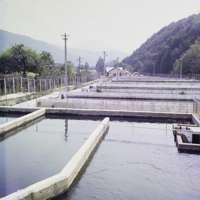 minerva_dn_1987_2904_I.A.S_satul_horea_016