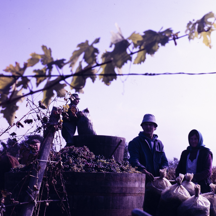 minerva_dn_1987_2906_cap_salard_bihor_001