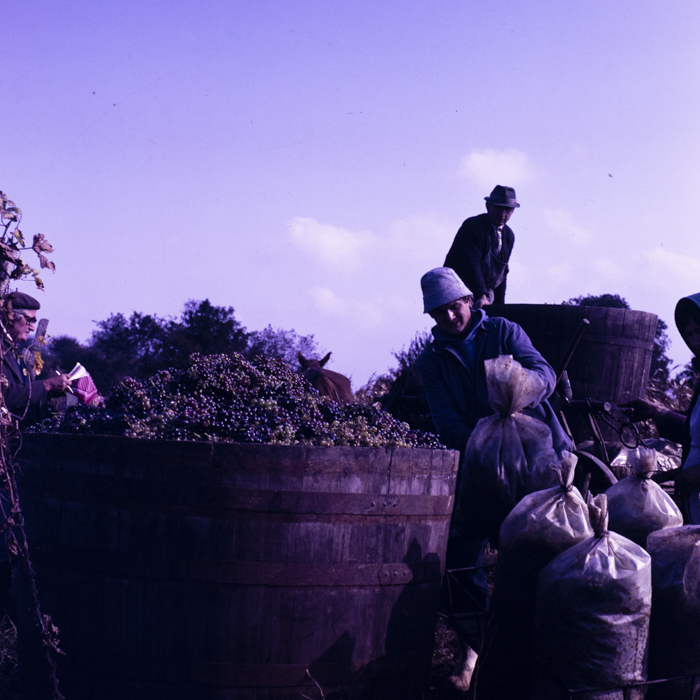 minerva_dn_1987_2906_cap_salard_bihor_002