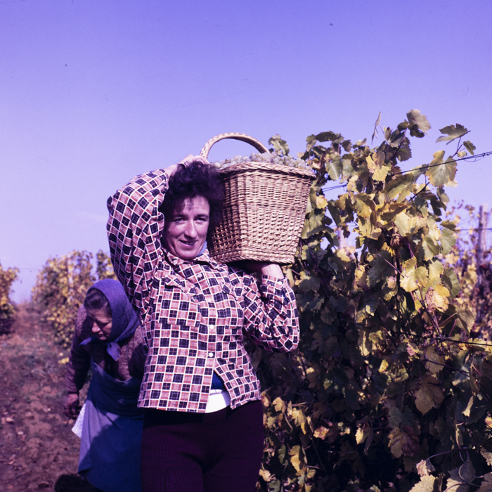 minerva_dn_1987_2906_cap_salard_bihor_003