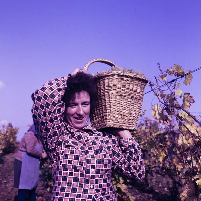 minerva_dn_1987_2906_cap_salard_bihor_005