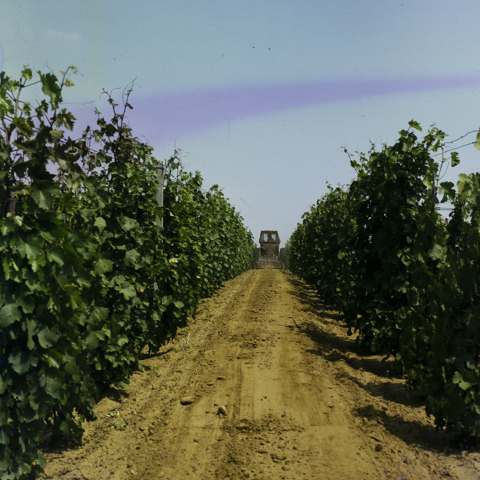 minerva_dn_1987_2923_valea_lui_mihai_jud.bihor_002