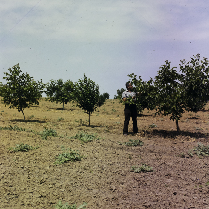 minerva_dn_1987_2923_valea_lui_mihai_jud.bihor_003