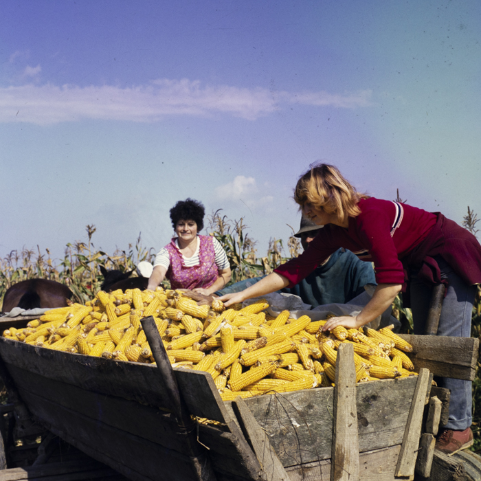minerva_dn_1987_2923_valea_lui_mihai_jud.bihor_004