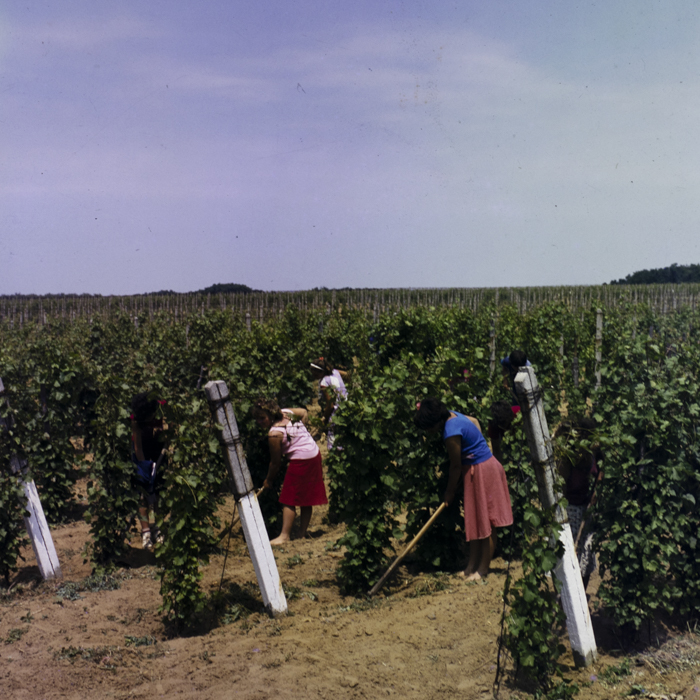 minerva_dn_1987_2923_valea_lui_mihai_jud.bihor_005