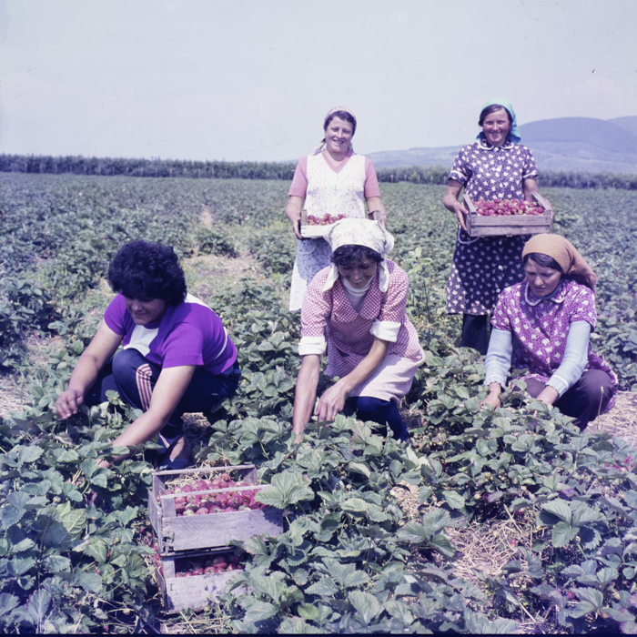 minerva_dn_1987_tartalek_eperszuret_001