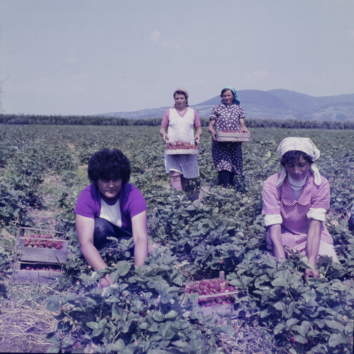 minerva_dn_1987_tartalek_eperszuret_002