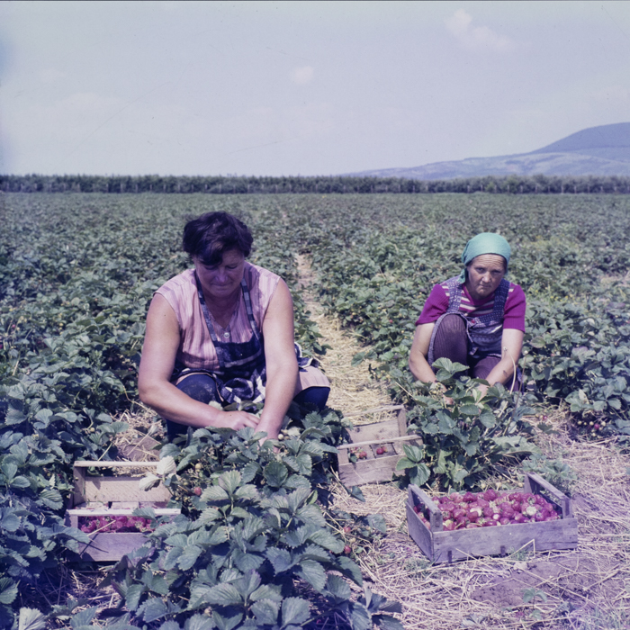 minerva_dn_1987_tartalek_eperszuret_003