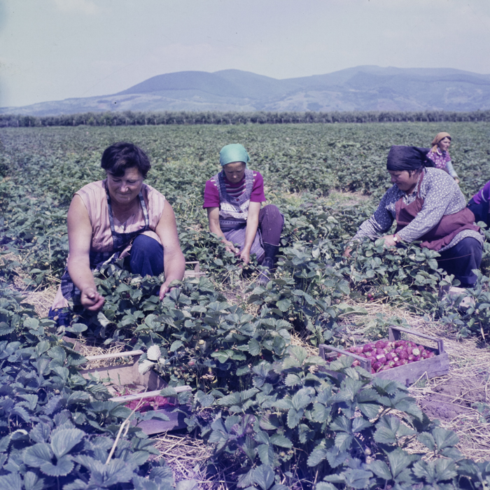 minerva_dn_1987_tartalek_eperszuret_004