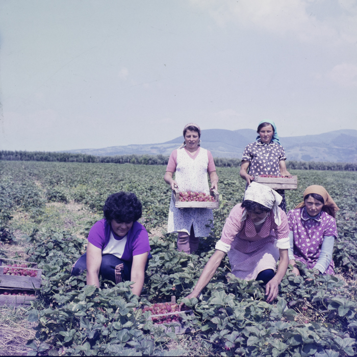 minerva_dn_1987_tartalek_eperszuret_005