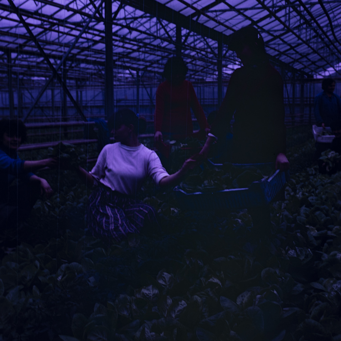 minerva_dn_1988_2913_com.iernut_jud.mures_002