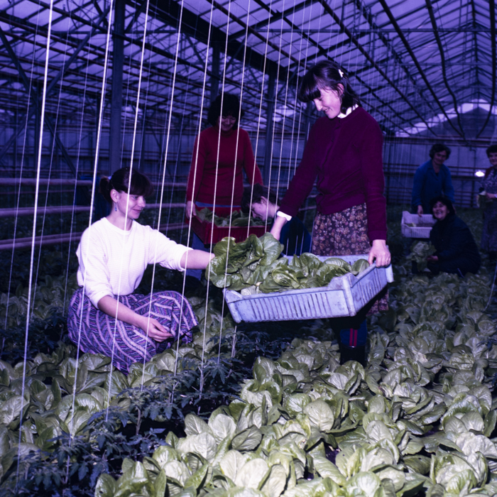 minerva_dn_1988_2913_com.iernut_jud.mures_004