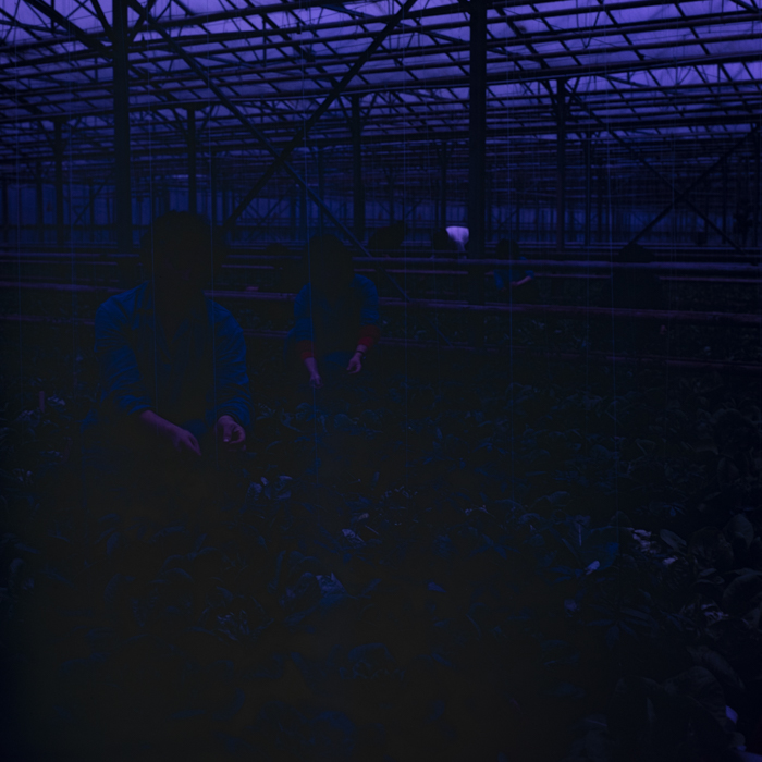 minerva_dn_1988_2913_com.iernut_jud.mures_009