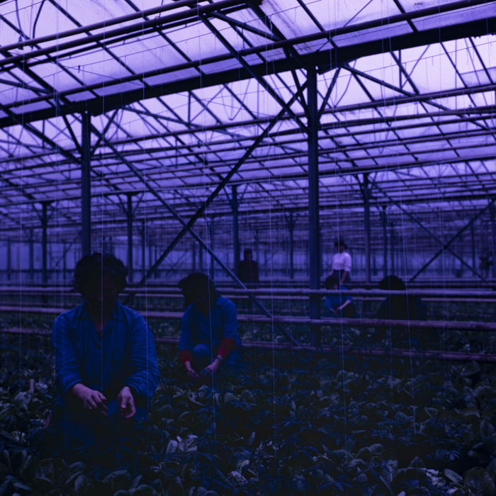 minerva_dn_1988_2913_com.iernut_jud.mures_010