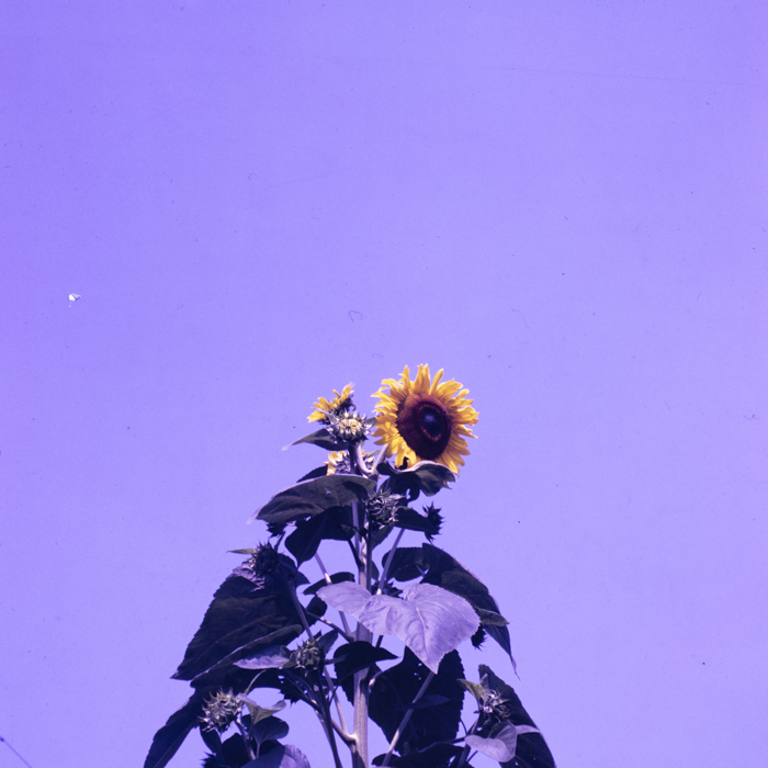 minerva_dn_1988_2937_sarmasag_salaj_007