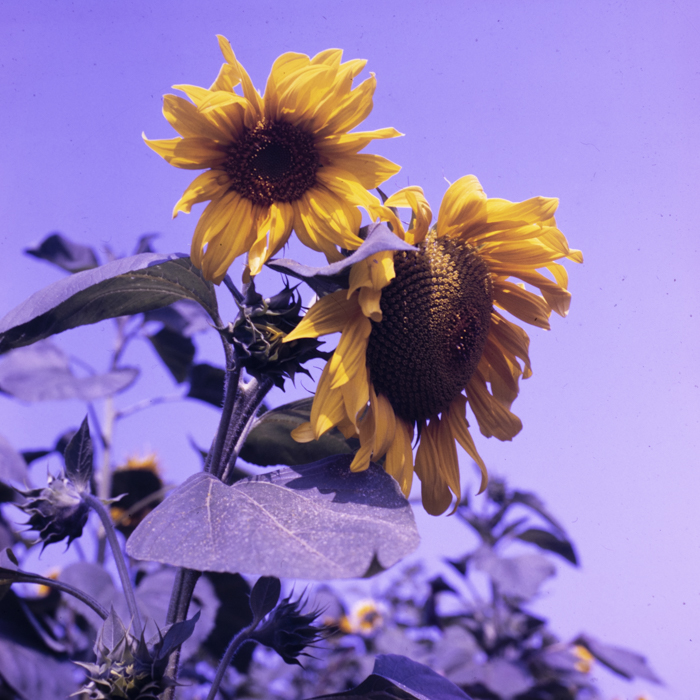 minerva_dn_1988_2938_com._bocsa_salaj_002