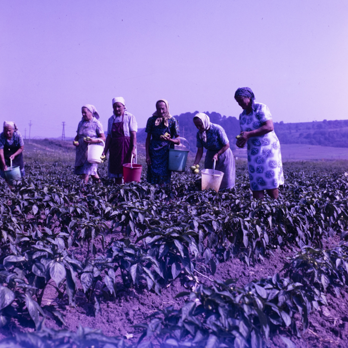 minerva_dn_1988_2938_com._bocsa_salaj_003