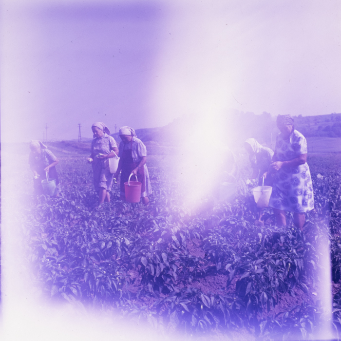 minerva_dn_1988_2938_com._bocsa_salaj_005