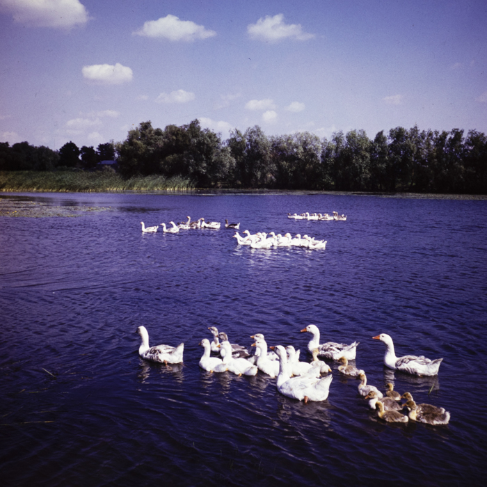 minerva_dn_1988_2938_com._bocsa_salaj_006