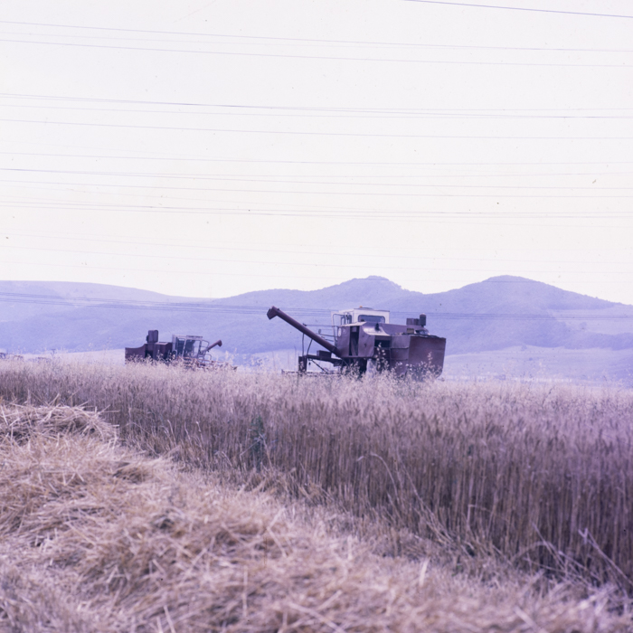 minerva_dn_1988_2938_com._bocsa_salaj_007