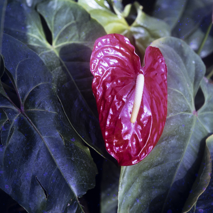 minerva_dn_1988_2952_comuna_santandrei_judetul_bihor_camin_de_zi_002