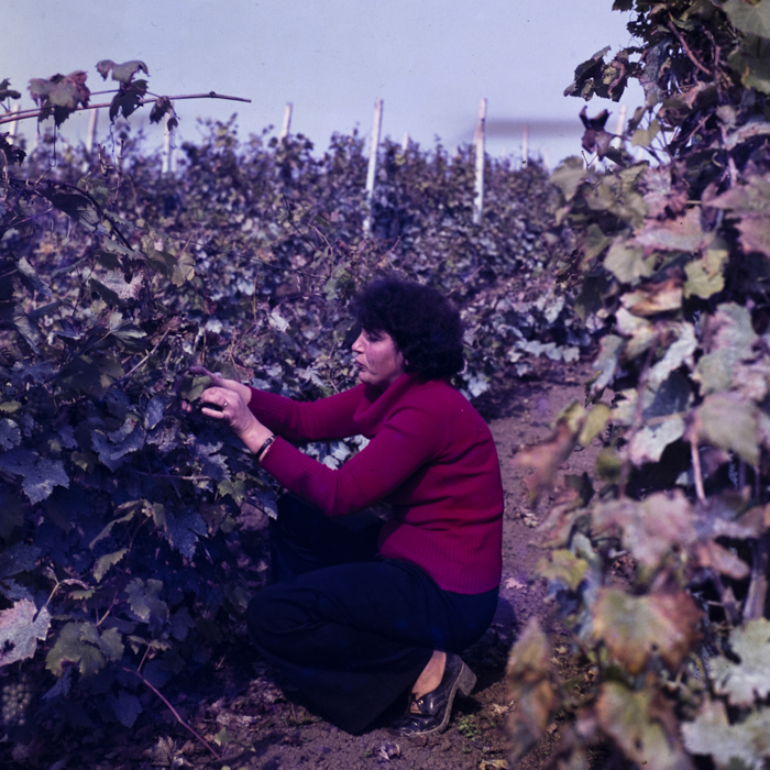 minerva_dn_1988_statiunea_blaj_alba_002