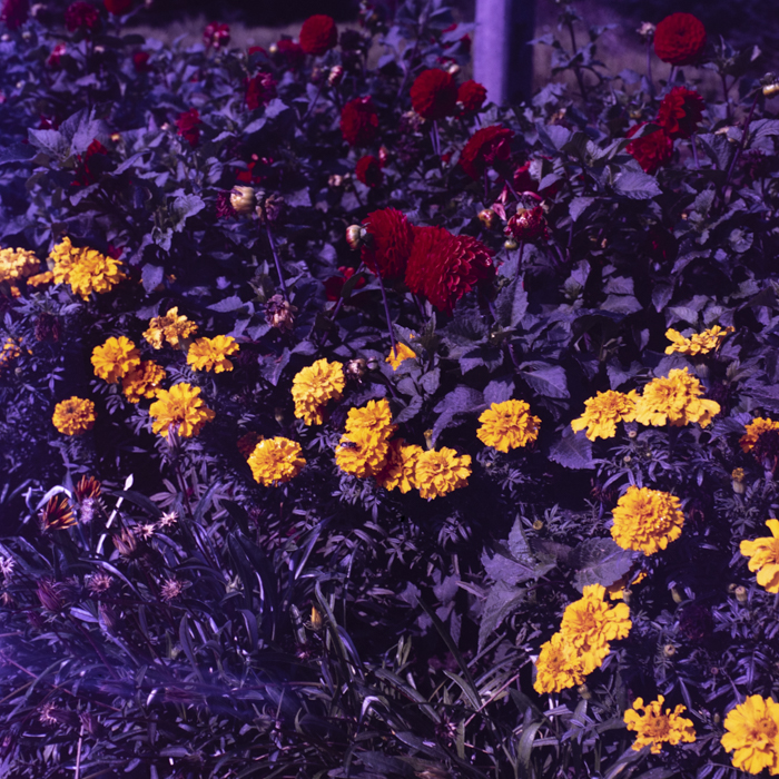 minerva_dn_1988_statiunea_blaj_alba_003