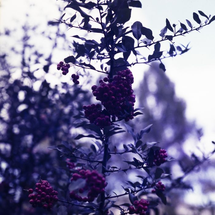 minerva_dn_1988_statiunea_blaj_alba_009