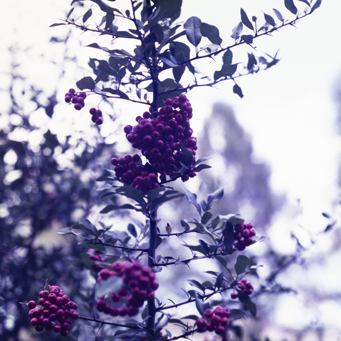 minerva_dn_1988_statiunea_blaj_alba_010