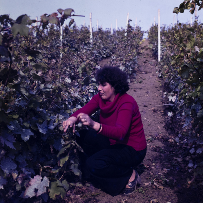 minerva_dn_1988_statiunea_blaj_alba_013