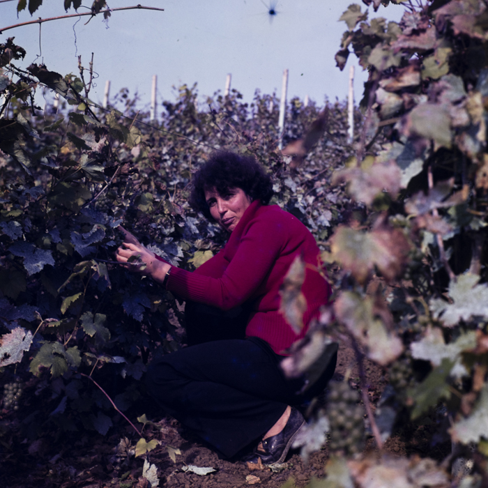 minerva_dn_1988_statiunea_blaj_alba_014