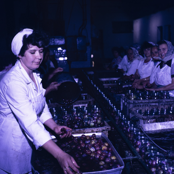 minerva_dn_1989_2991_chisineu_cris_001