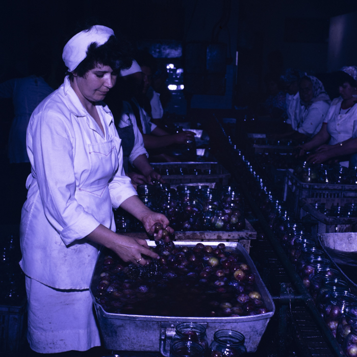 minerva_dn_1989_2991_chisineu_cris_002