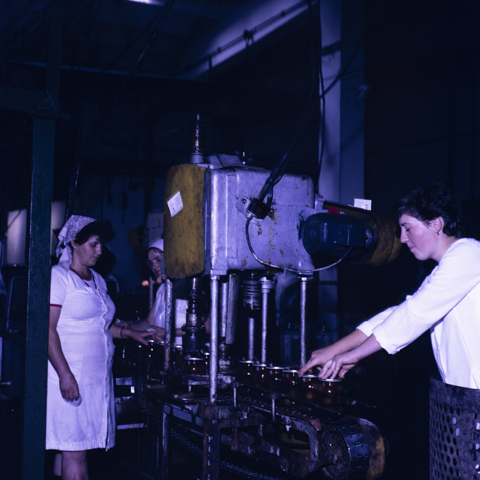 minerva_dn_1989_2991_chisineu_cris_005