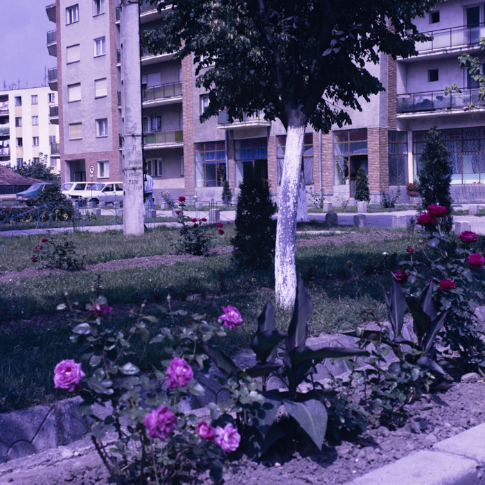 minerva_dn_1989_2991_chisineu_cris_006