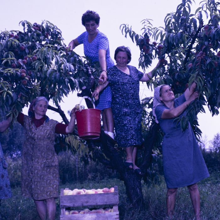 minerva_dn_1989_2991_chisineu_cris_009