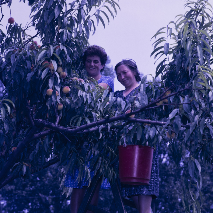 minerva_dn_1989_2991_chisineu_cris_011