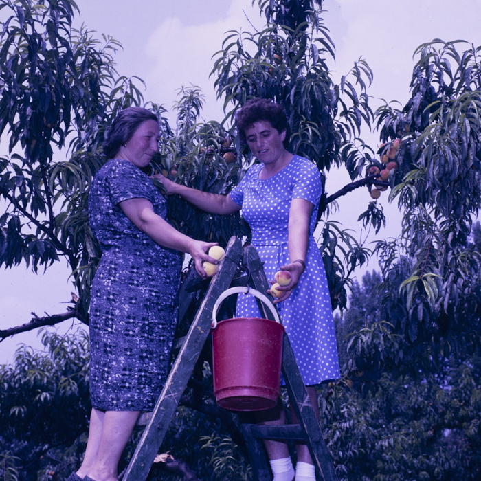 minerva_dn_1989_2991_chisineu_cris_012