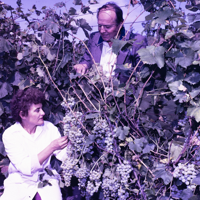 minerva_dn_1989_2992_imaginile_din_revistele_din_noiembrie_si_decembrie_004