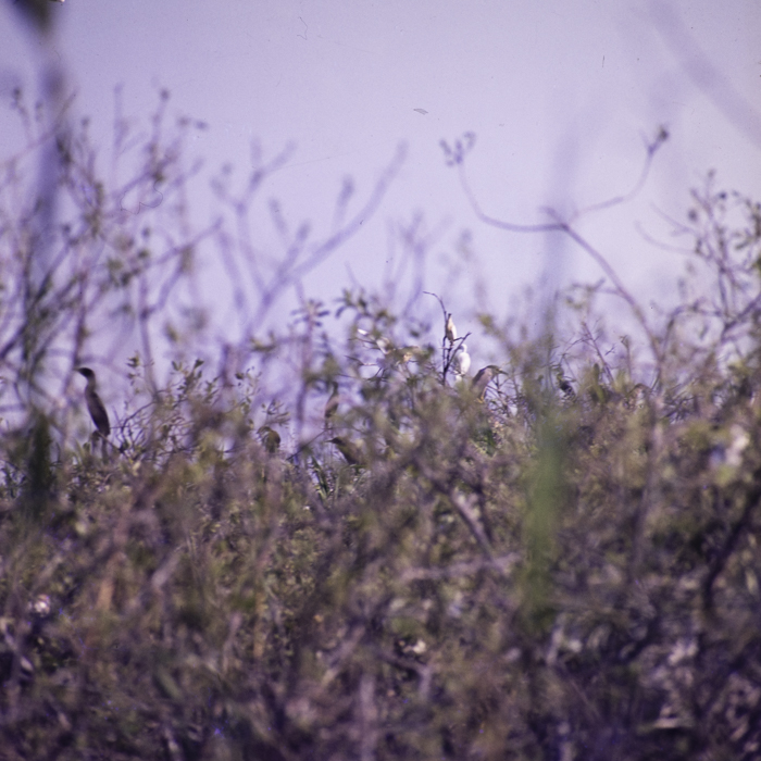 minerva_dn_1990_3008_tulcea_delta_005