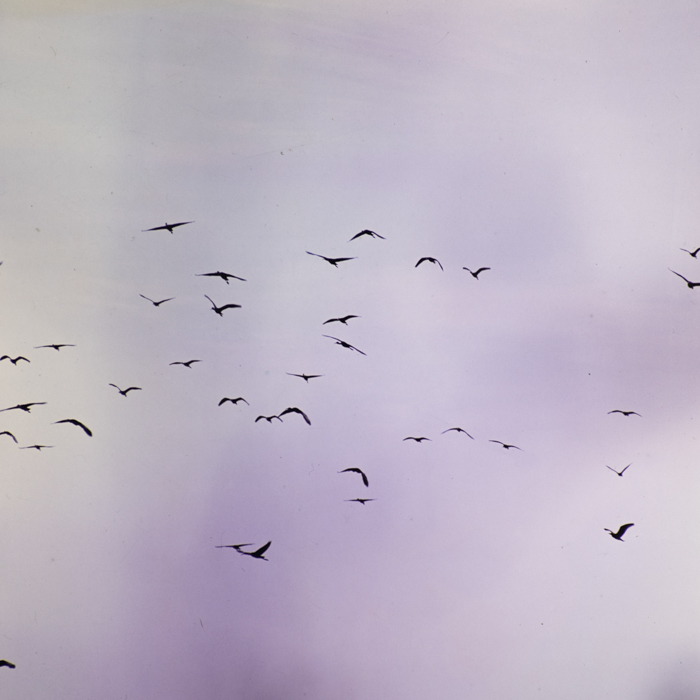 minerva_dn_1990_3008_tulcea_delta_006