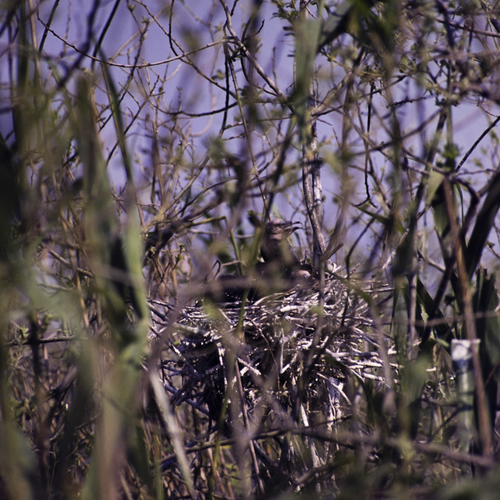 minerva_dn_1990_3008_tulcea_delta_008