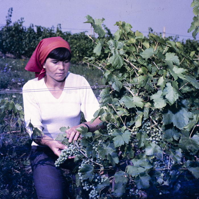 minerva_dn_covoare_beclean_001-2