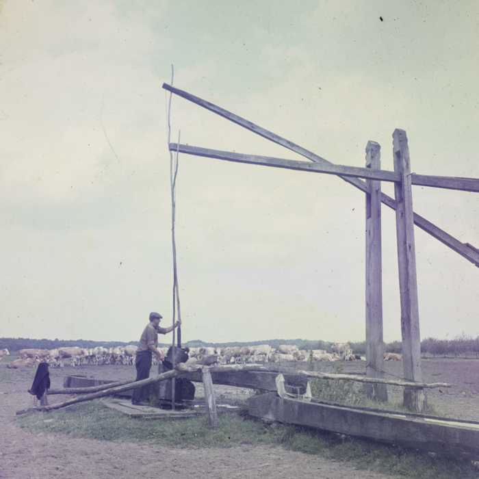 minerva_dn_fara_danumire_2_014